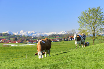 grasendes Milchvieh auf einer Weide am Alpenrand
