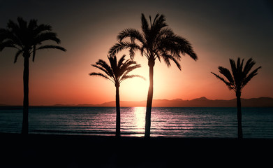 Black silhouettes of palm trees and the sea at sunset and red sky