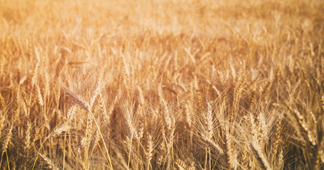 wheat field in summer sunset light, vintage toned photo