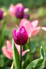 Purple and pink tulip flowers with narrow depth of field