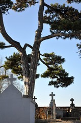 Grand pin aujourd'hui disparu au cimetière de Castelnaud-de-Gratecambe, Lot et Garonne