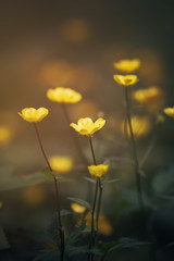 Obraz premium paigle flowers on the meadow, vintage toned photo