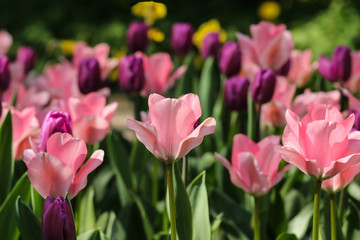 Bunch of pink and purple tulip flowers with narrow depth of field