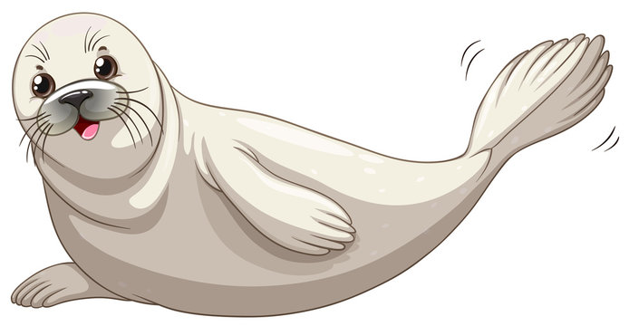 Seal with white skin smiling