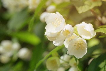 closeup jasmine flowers in sunny day, toned photo