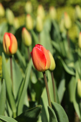 Red tulip flowers in sunlight