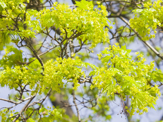 Blooming Norway Maple, Acer platanoides, flowers with blurred background macro, selective focus, shallow DOF