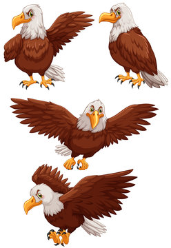 Four eagles in different actions