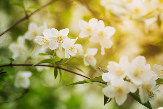 closeup jasmine flowers in sunny day, toned photo