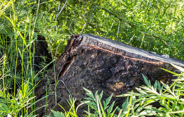 Cut off tree stump
