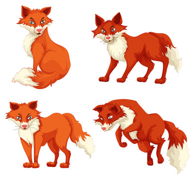 Four foxes in different poses