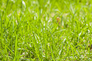 Green fresh grass macro background with bokeh, selective focus, shallow DOF