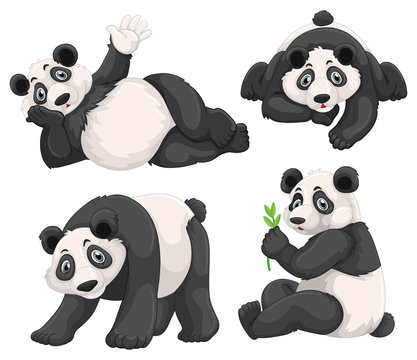 Panda in four different poses