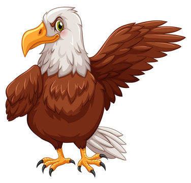 Eagle standing on white background