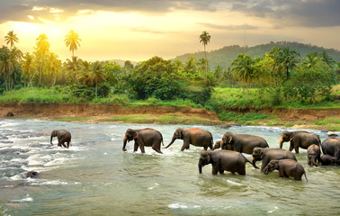Elephants in river - obrazy, fototapety, plakaty