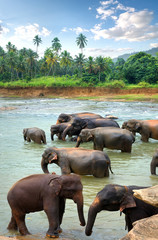 Naklejka premium Herd of elephants