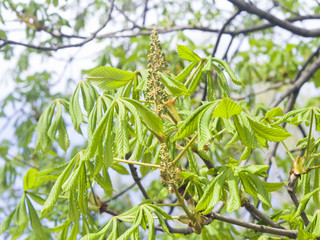 Horse-chestnut, aesculus hippocastanum, flower bud and young leaves on branch with bokeh background macro, selective focus, shallow DOF
