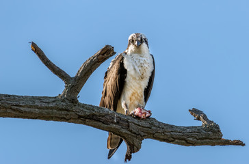 Osprey in a tree with a Rockfish over the Chesapeake Bay
