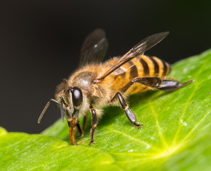 bee
