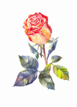 Vector orange rose in watercolor