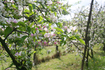 meli in fiore nel frutteto in primavera