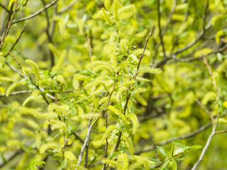 Naklejka premium Brittle willow, Salix fragilis, blossom in spring with bokeh background, selective focus, shallow DOF