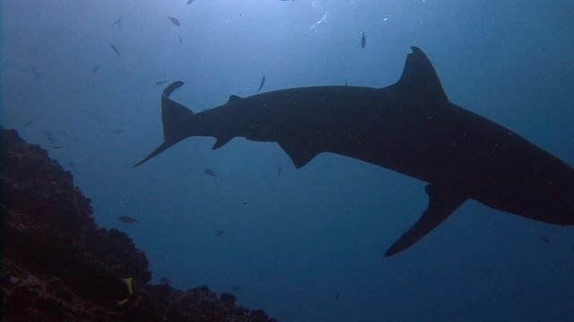 Великолепный дайвинг с акулами у острова Рока Партида в Тихом океане близ Мексики.