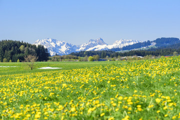 Löwenzahnblüte und verschneite Alpen