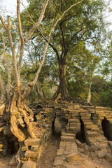 Tree on stone wall of Prasat Ta Prohm Temple in Angkor Thom