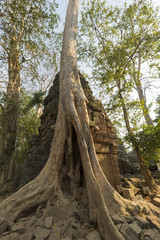 Tree on stone wall of Prasat Ta Prohm Temple in Angkor Thom