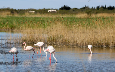 Naklejka premium la camargue