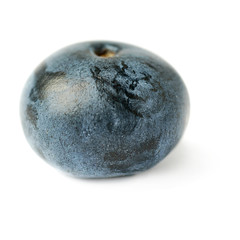 Single berry of Bilberry or blueberry over isolated white background