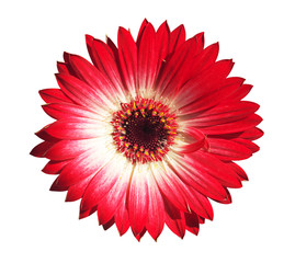 Gerbera flower close up