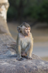 Baby macaque monkey sitting on ancient ruins of Angkor, Cambodia