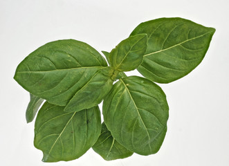 Basilikum auf Weiss zum Freistellen.