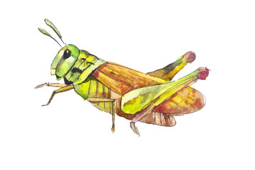 Grasshoppers hand drawn illustration