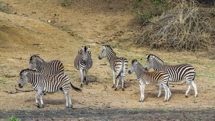 Obraz premium Plains zebra in Kruger National park, South Africa