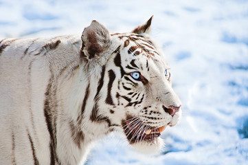 Blue-eyed white tiger on a snow background