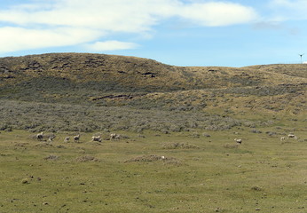 Fototapeta premium Pasture for sheep in the village of Cameron. Tierra Del Fuego.