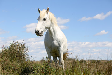 la camargue