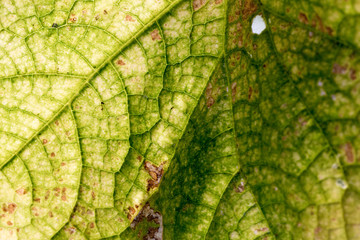 Green leaf texture