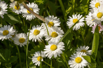 Fototapeta premium blossoming white daisies