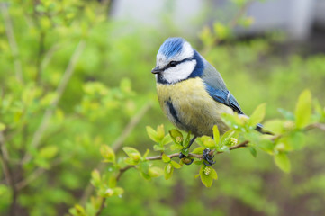 Fototapeta premium titmouse or tomtit or tit blue and yellow sitting on the green branch