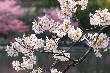 上野不忍池の桜