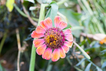 Floral postcard for your design