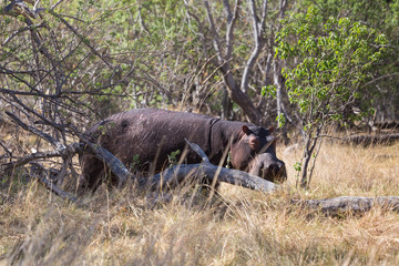 Fototapeta na wymiar Hippopotamus lurking on land