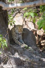 Naklejka na ściany i meble African Leopard waiting in shade