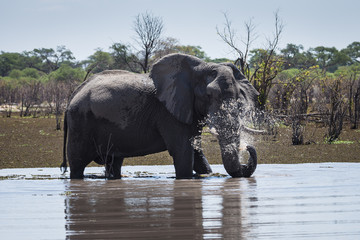 African bush elephant in Okavango delta
