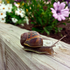 Escargot sur un massif de fleurs