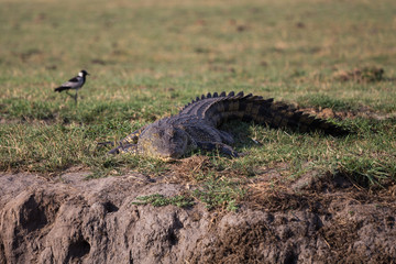 Nile crocodile lurking at Okavango delta